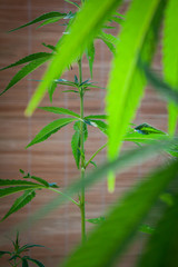nice marijuana plant, Cannabis indica