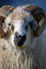 Färöer Inseln | Schaf