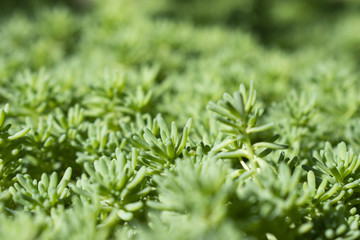 Green background with close up shoot of plant Sedum stonecrop Spanish . Ecology and nature concept