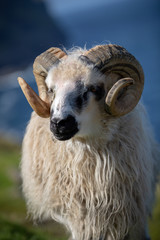 Färöer Inseln | Schaf