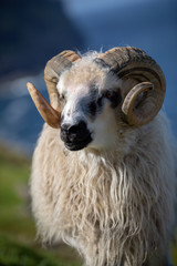 Färöer Inseln | Schaf