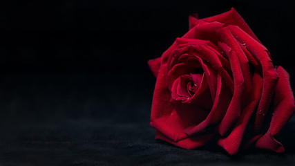 Close up of beautiful red rose on black background