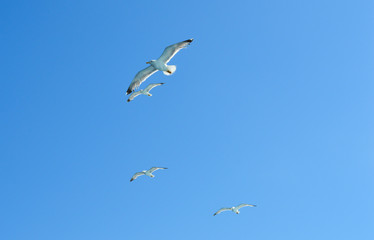White seagull flying over Saronic Gulf in Greece