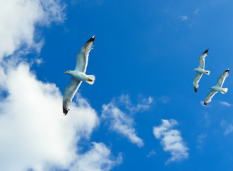 White seagull flying over Saronic Gulf in Greece