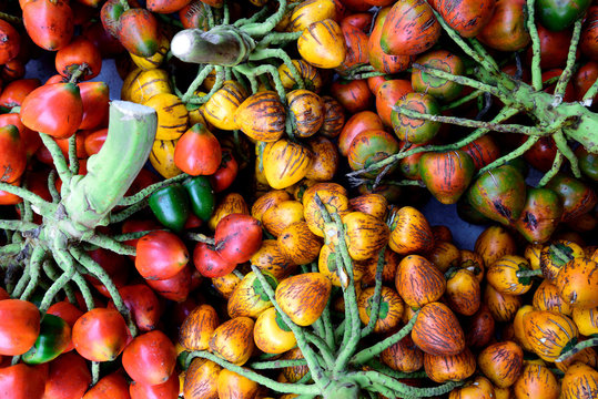 Vivid colors and textures, fresh harvested tropical Peach Palm fruit, or Chontaduro, in Cali, Colombia.