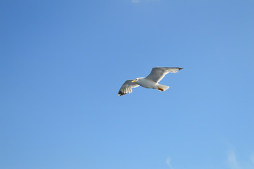 White seagull flying over Saronic Gulf in Greece