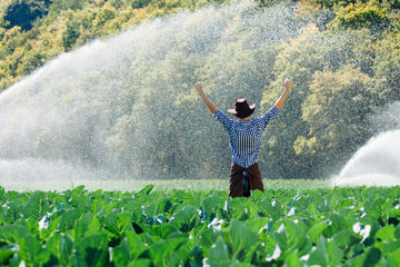 farmer man pray sun worker check plantation technology hat sprinkler system water green cabbage...