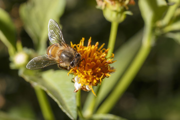 Bees on white flowers have yellow stamens.