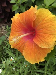 Flowers in Washington DC