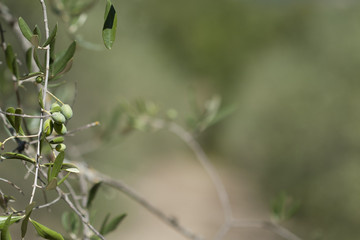 Olives on olive tree. Olive grove in Tuscany, Italy.
