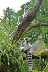 lemure visto in primo piano