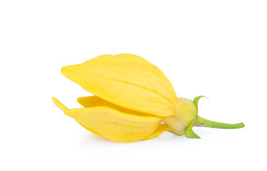 Fototapeta premium Ylang-Ylang flower,Yellow fragrant flower on white background