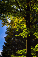 Fototapeta premium Indian Summer