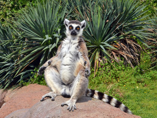 lemure visto in primo piano