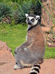 Fototapeta premium lemure visto in primo piano