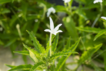 Star of Bethlehem, Madam Fate plant in nature garden
