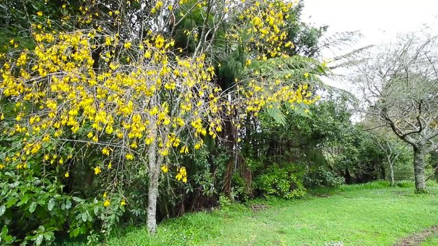 Tree in full yellow bloom being blown in the wind, wide shot.