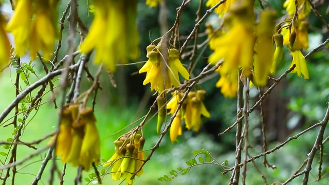 Tree in full yellow bloom, close up of flower bunches from in the tree.