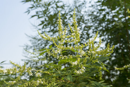 Vitex negundo (Chinese chaste tree, five-leaved chaste tree, horseshoe vitex) small white flowers in garden