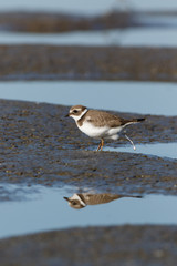 Ringed Plover (Charadrius hiaticula).