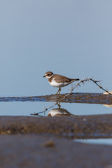 Ringed Plover (Charadrius hiaticula).
