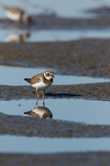 Ringed Plover (Charadrius hiaticula).