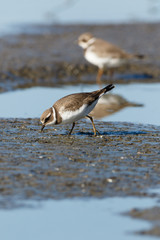 Ringed Plover (Charadrius hiaticula).