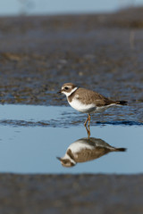 Ringed Plover (Charadrius hiaticula).