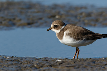 Ringed Plover (Charadrius hiaticula).