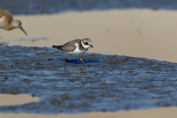 Ringed Plover (Charadrius hiaticula).