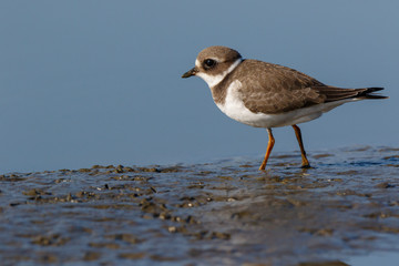 Ringed Plover (Charadrius hiaticula).