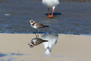 Ringed Plover (Charadrius hiaticula).