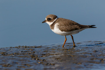 Ringed Plover (Charadrius hiaticula).