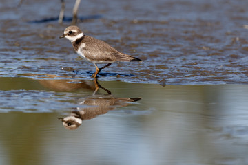 Ringed Plover (Charadrius hiaticula).