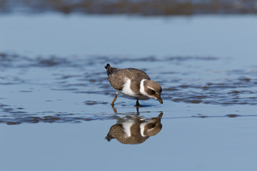 Ringed Plover (Charadrius hiaticula).