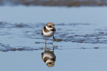 Ringed Plover (Charadrius hiaticula).