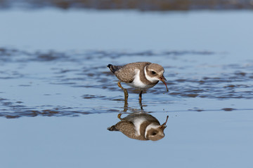 Ringed Plover (Charadrius hiaticula).