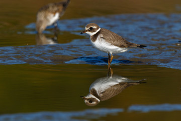 Ringed Plover (Charadrius hiaticula).