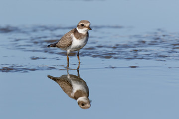 Ringed Plover (Charadrius hiaticula).