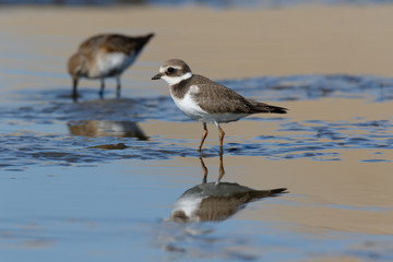Ringed Plover (Charadrius hiaticula).