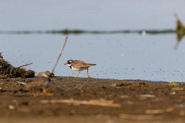 Ringed Plover (Charadrius hiaticula).