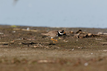 Ringed Plover (Charadrius hiaticula).