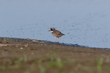 Ringed Plover (Charadrius hiaticula).