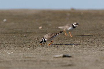Ringed Plover (Charadrius hiaticula).