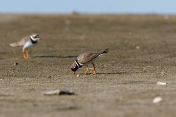 Ringed Plover (Charadrius hiaticula).
