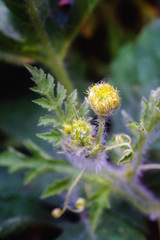 Watermelon's blossom