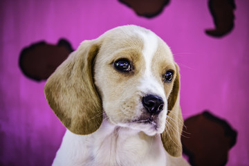 Lemon Colored Beagle Puppy Tilting His Head Questioningly to the Side with a Hot Pink Leopard Print...