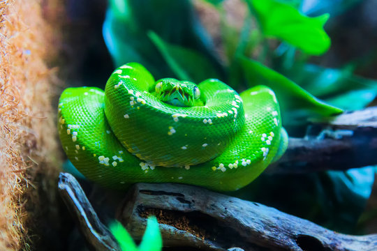The green anaconda prepared for the throw
