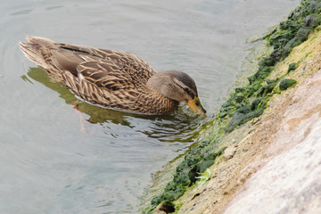 Female mallard duck feeding on algae growing in the Seine riverbank in Paris