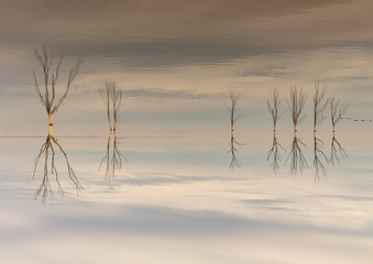 Dry trees submerged in the lake. The branches without leaves are reflected in the calm of the water.